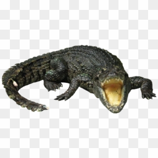 Crocodilo Png Clipart