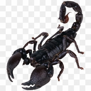 Scorpion Png Clipart