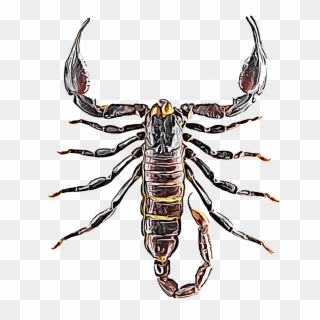 Scorpions - Scorpion Insects Clipart