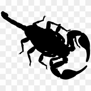 Medium Image - Many Pairs Of Antennae Does A Scorpion Have Clipart