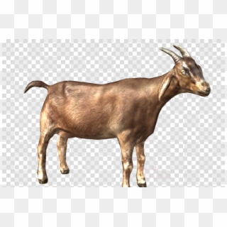Goat Clipart Nigerian Dwarf Goat Oberhasli Goat Cattle - Clip Art - Png Download