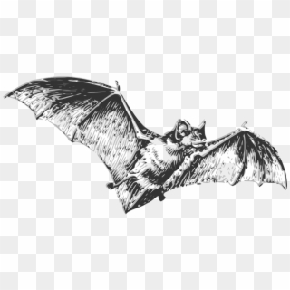 Bat Flying Wings Halloween Fear Fly - Bat Black And White Clipart