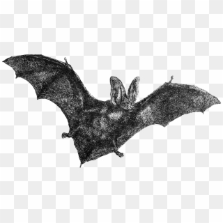 This Is A Vintage Bat Illustration From A Vintage Natural - Vampire Bat Clipart