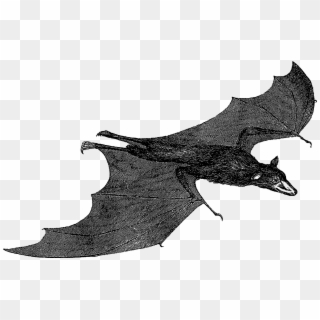 Scary Halloween Bat Images - Billfish Clipart