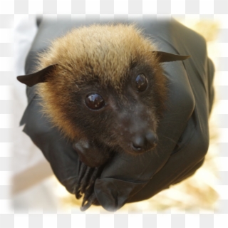 Disentangling Disease Transmission In Madagascar Fruit - Little Red Flying Fox Clipart