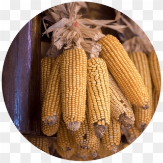 Corn Cob Png - Corn Kernels Clipart
