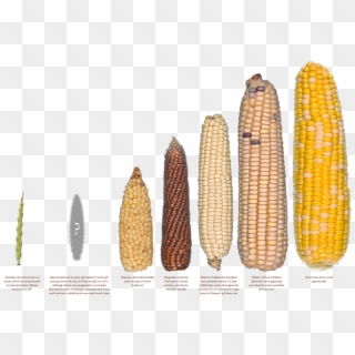 Popcorn Seeds, Agriculture, Experiment, Dna, Biology, - Seleccion Artificial Del Maiz Clipart