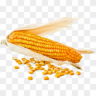 Corn Cob With Loose Corn Kernels Around - Corn Kernels Clipart