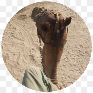 Camel For Your Film In Almeria, Spain - Arabian Camel Clipart