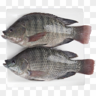 China Black Tilapia Fish Frozen, China Black Tilapia - Tilapia Clipart