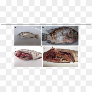 A Body Shape Of Tilapia Fish Laterally Compressed To - Streptococcus Agalactiae In Tilapia Clipart