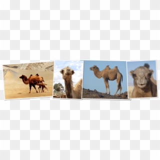 Great Gobi Kids Corner - Arabian Camel Clipart