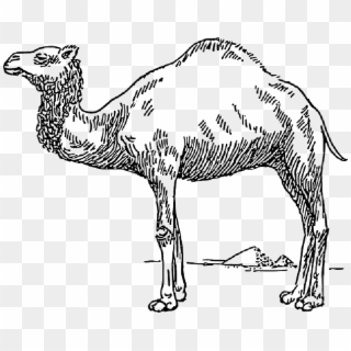 Drawn Camels Transparent - Camel Black And White Clipart