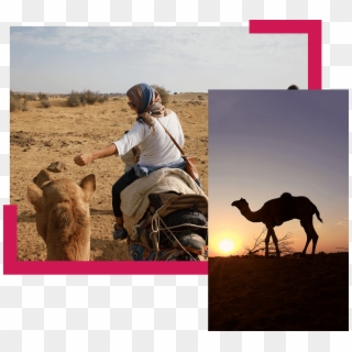 Half Day Sunrise Camel Safari Trotters Jaisalmer - Erg Clipart