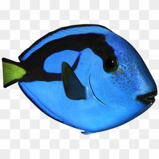 Blue Surgeonfish - Pomacanthidae Clipart