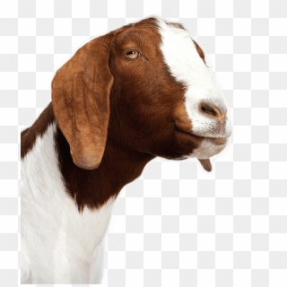 5 Insanely Cute S Of Baby Goats Meeting Other Animals - Goat Transparent Background Clipart