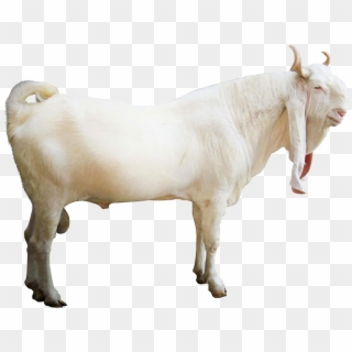 Jamnapari - Jamnapari Goats Png Clipart