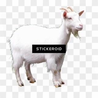 Goat , Png Download - Goat Clipart