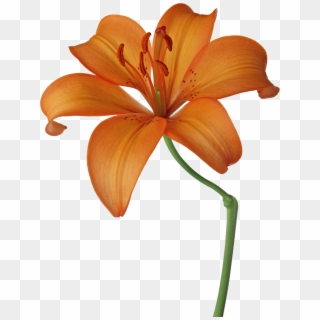 Image Dibujos Primavera Png Buscar Con Google Flowers - Fleur Lys Dessin Couleur Clipart