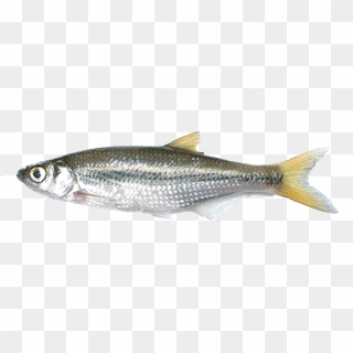 Fish Without Background Clipart