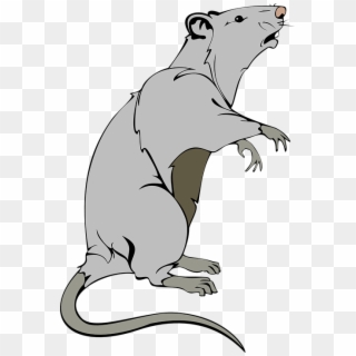 Rata, Animales, Del Ratón, Mamíferos, Pest, Mascota - Cartoon Transparent Background Cartoon Rat Clip Art - Png Download