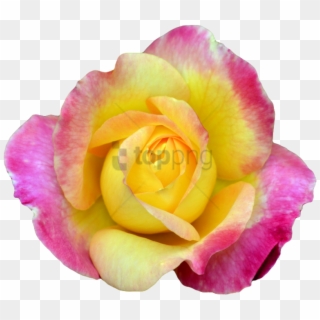 Free Png Transparent Flower Tumblr Png Image With Transparent - Hybrid Tea Rose Clipart