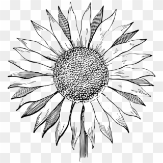 Sunflower,flower,line Pattern, - Sunflower Line Art Png Clipart