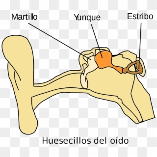 Auditory Ossicles Clipart