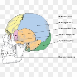 Cranial Bones Es - Bones Of The Skull Clipart