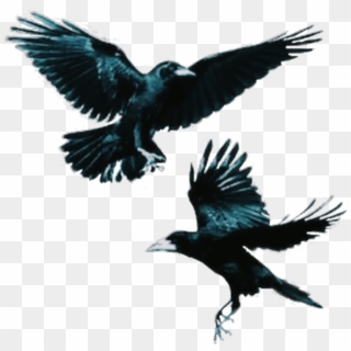 #crows #bird #flying #dark - Rook Clipart