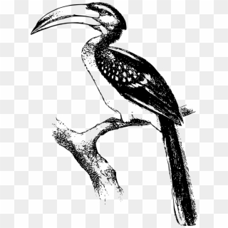 This Free Icons Png Design Of Yellow Billed Hornbill - Hornbill Png Black Clipart