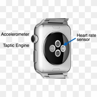 Back Side Of The Apple Watch - Sensores Apple Watch 3 Clipart