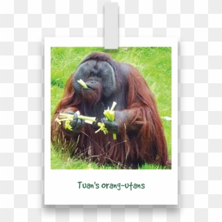 Tuans Orang Utans - Orangutan Clipart