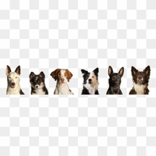 Results May Vary - Dogs In A Row Clipart