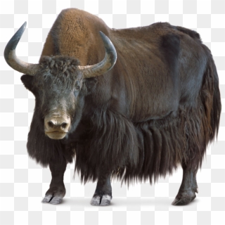 Yak Png Image Background - Domestic Animals That Give Us Food Clipart