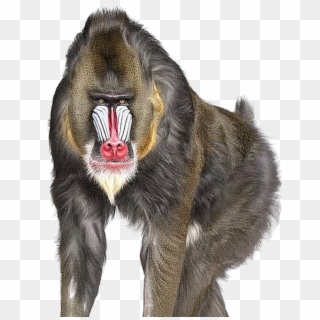 Baboon - Baboon Png Clipart