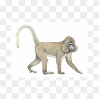 Monkey Drawing Baboon - Rungwecebus Kipunji Clipart