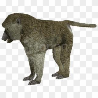 Free Png Download Baboon Png Images Background Png - Baboon Clipart