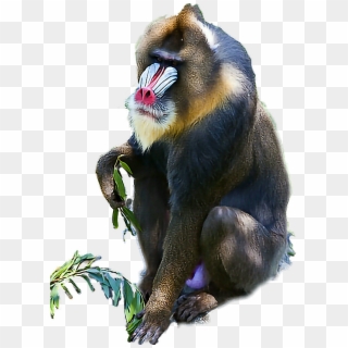 Baboon Sticker - Mandrill Clipart