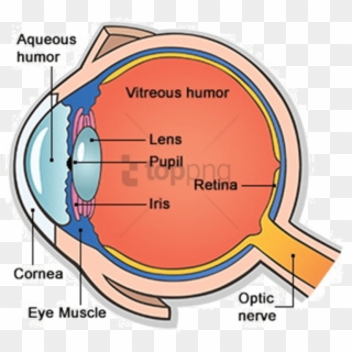 Free Png Main Parts Of Human Eye Png Image With Transparent - Human Eye And Its Parts Clipart