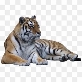 Tiger Laying Down Png Clipart