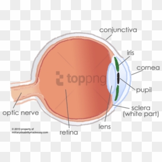 Free Png Conjunctiva In The Eye Png Image With Transparent - Anterior And Posterior Compartments Of The Eye Clipart