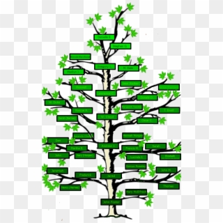 Clip Art Free Stock Name Clipart Family Tree - Tree With No Leaves - Png Download
