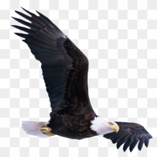 Eagle Png - Flying Eagle Png Clipart