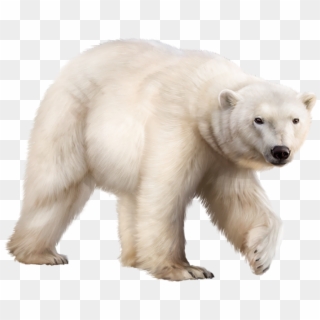 Ours Polaire Bear Clipart, Animal Wallpaper, Polar - Ours Polaire Png Transparent Png