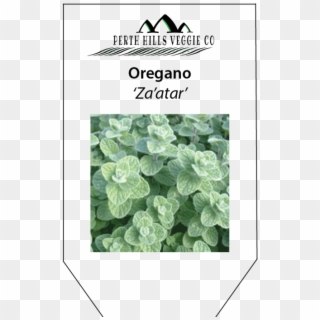 Peppermint Drawing Oregano - Origanum Syriacum Clipart