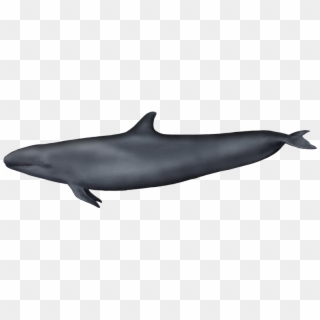 False Killer Whale - Falsa Orca Png Clipart