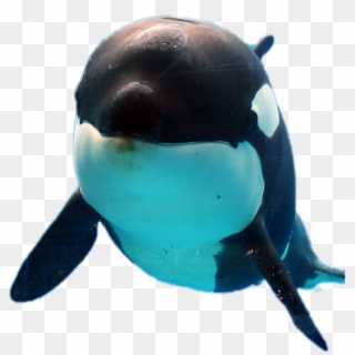 Orca Sticker - Killer Whale Clipart