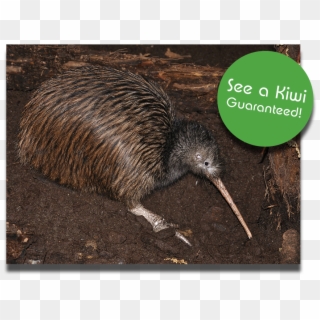 Follows Eel Feeding - Kiwi Clipart