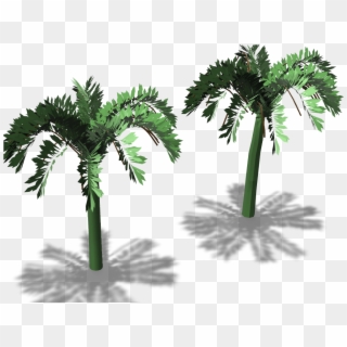 Palm Trees - Borassus Flabellifer Clipart